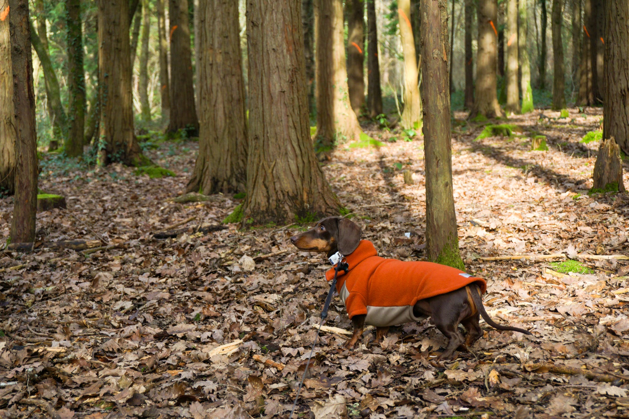 Firestone Copse