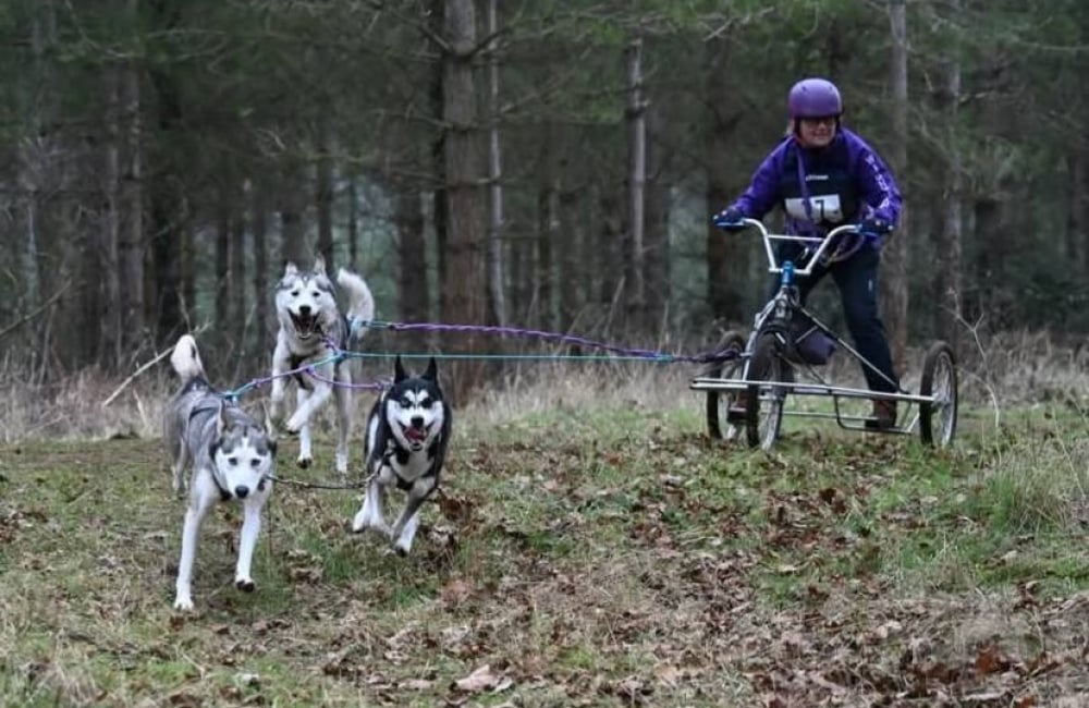 Julie Platt Dog Sled Team