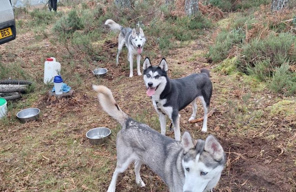 Wightflight Huskies taking a break