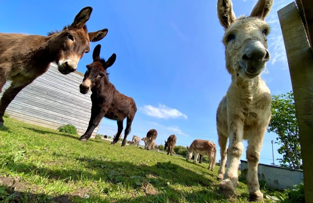 IOW Donkey Sanctuary