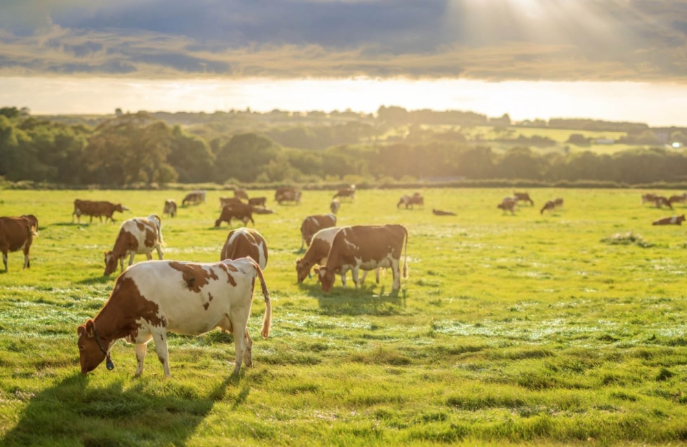 cows in a field