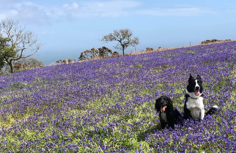 two dogs in a field of bluebells