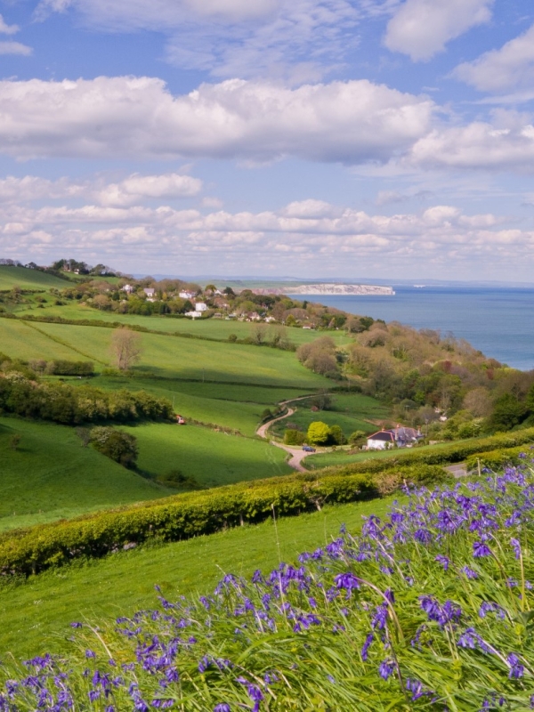 rolling green hills with bluebells in foreground