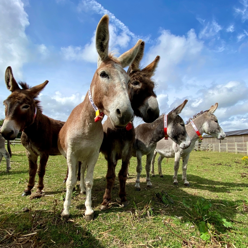 group of donkeys