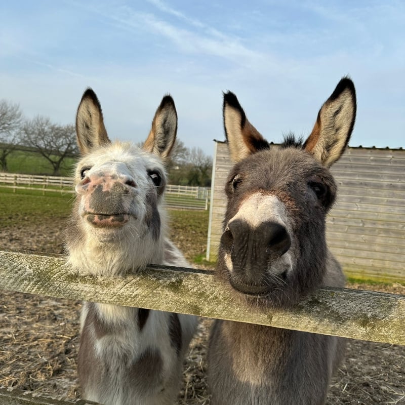 two smiling donkeys
