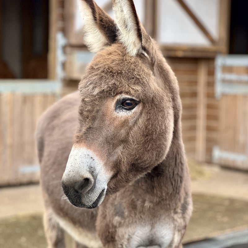 adorable donkey 