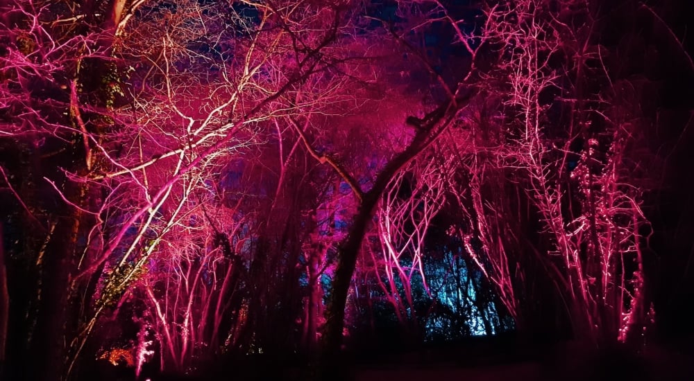 woodland lit up with coloured lights