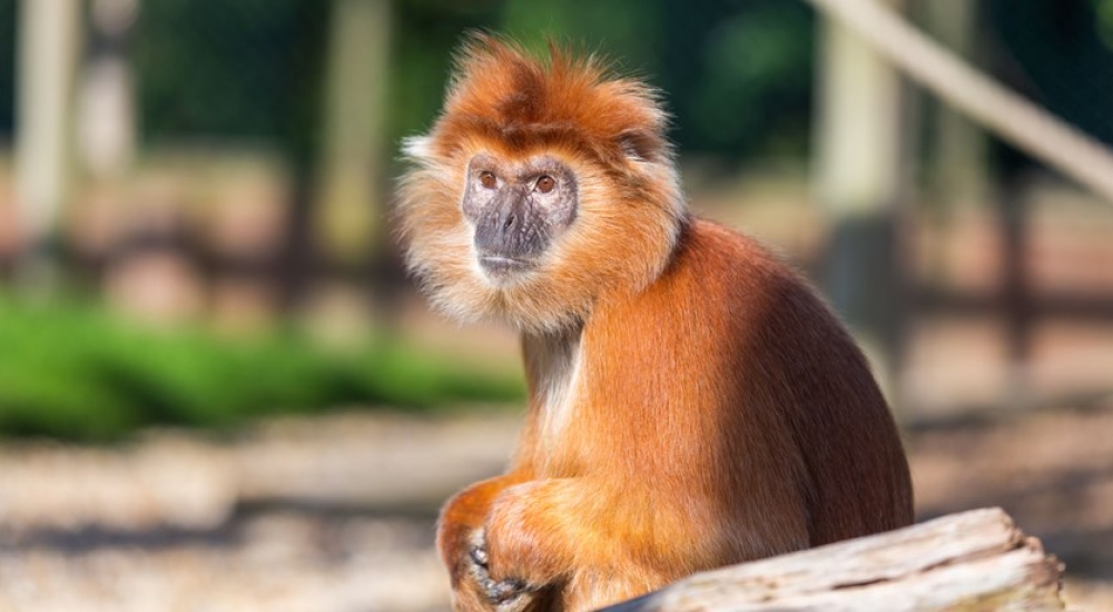 Wheat the Javan Langur monkey sitting on a log